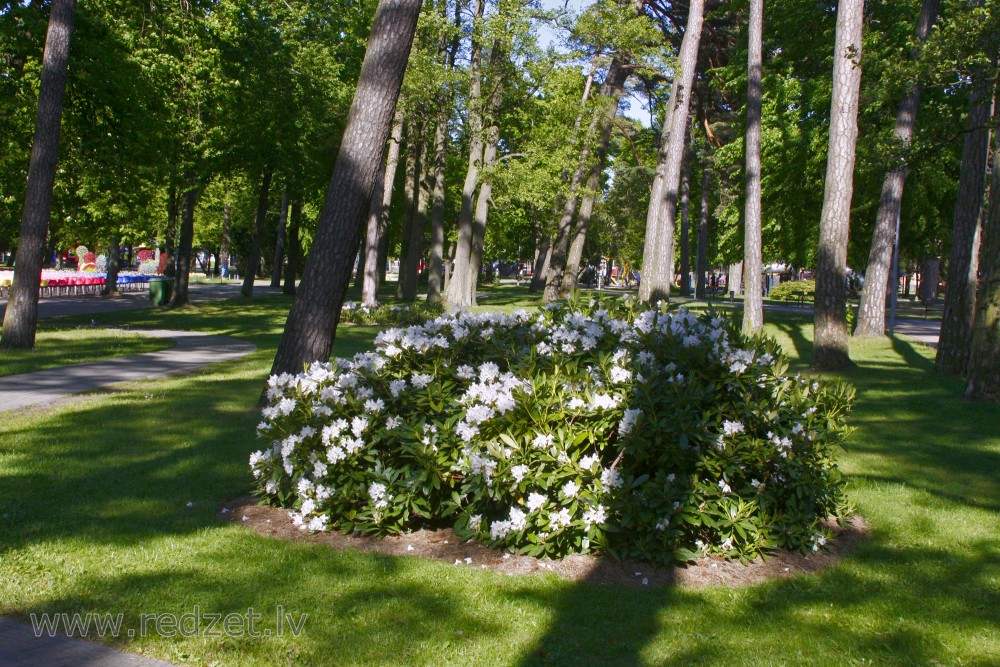 White Rhododendron Shrubs