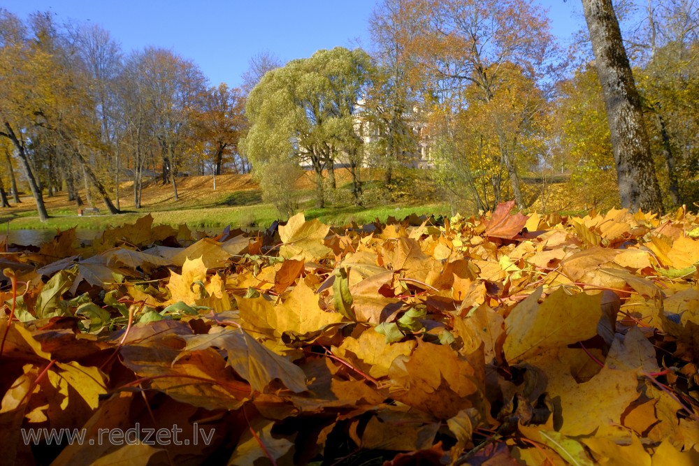 Dzeltenas kļavas lapas Alūksnes parkā