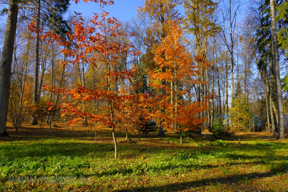 Alūksnes pils parks rudenī