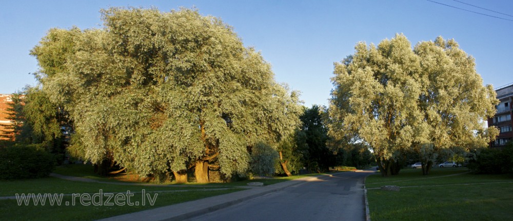 Vītolu iela, Salaspils