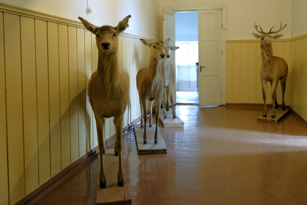 Kazdangas muzeja ekspozīcija