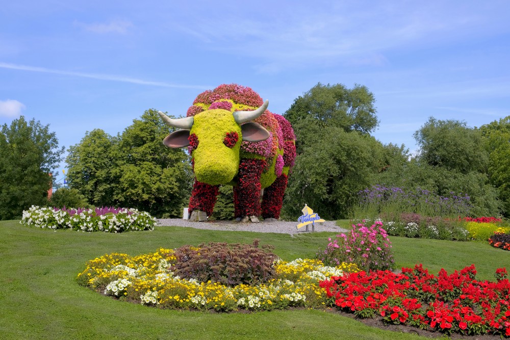 Flower Cow in Ventspils