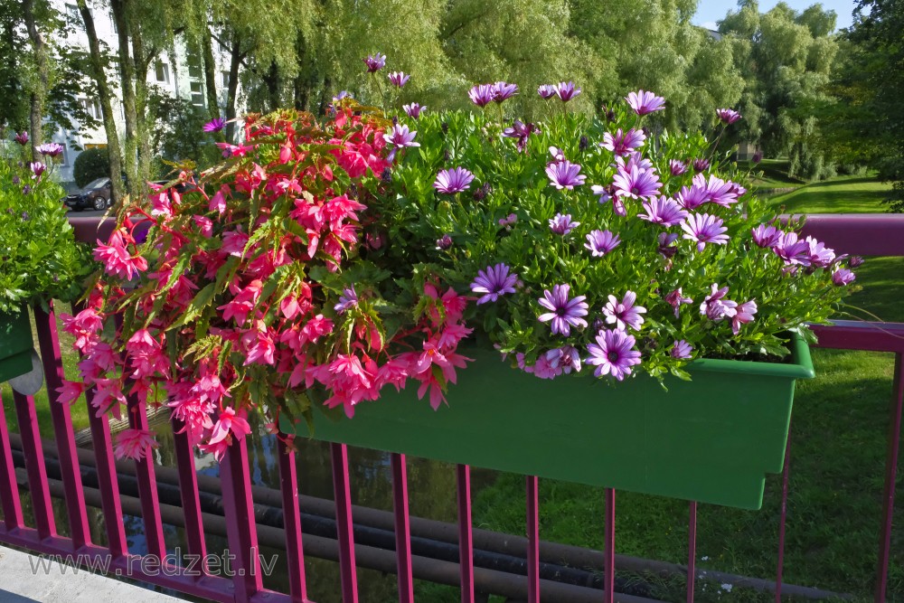 Flower Beds in Ventspils