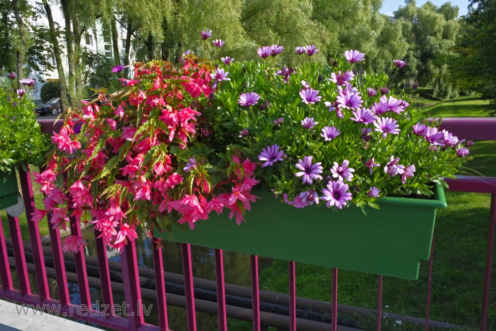 Ziedu dobes uz tiltiņa margām Ventspilī