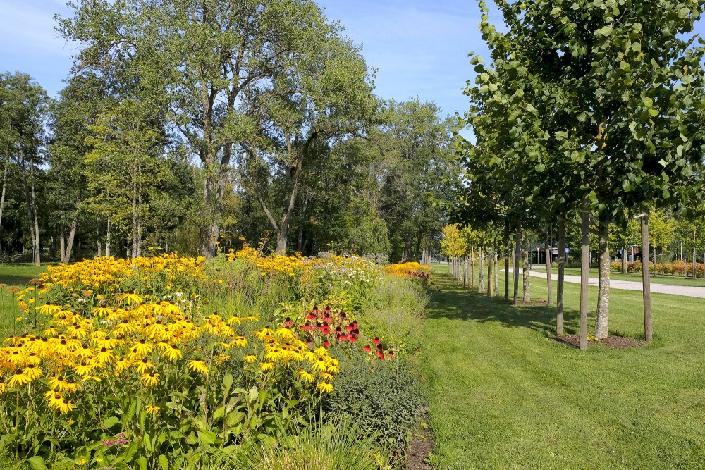 Flower Beds and Young Tree Row in Ķemeri Resort Park