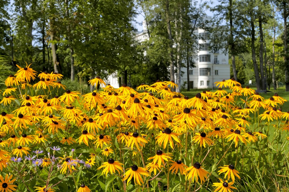Blooming Rudbeckia Flowers in Ķemeri Resort Park with Historic Building