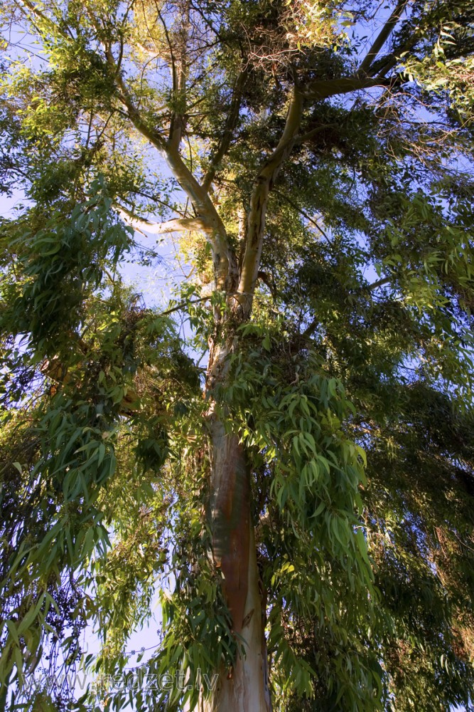 Koks Izraēlā Koks Izraēlā