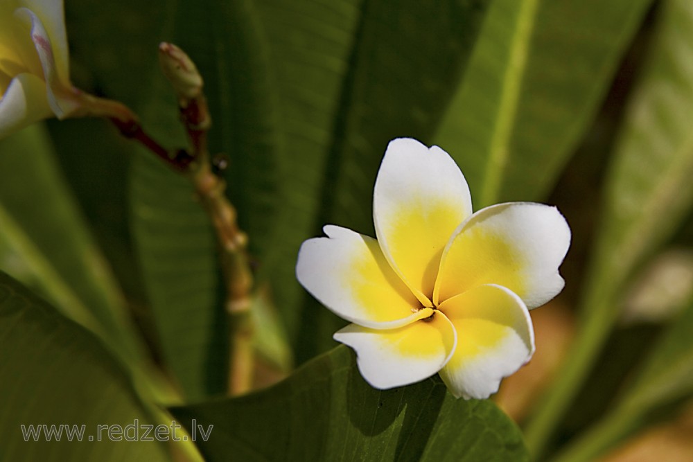 Frangipani jeb plumērija