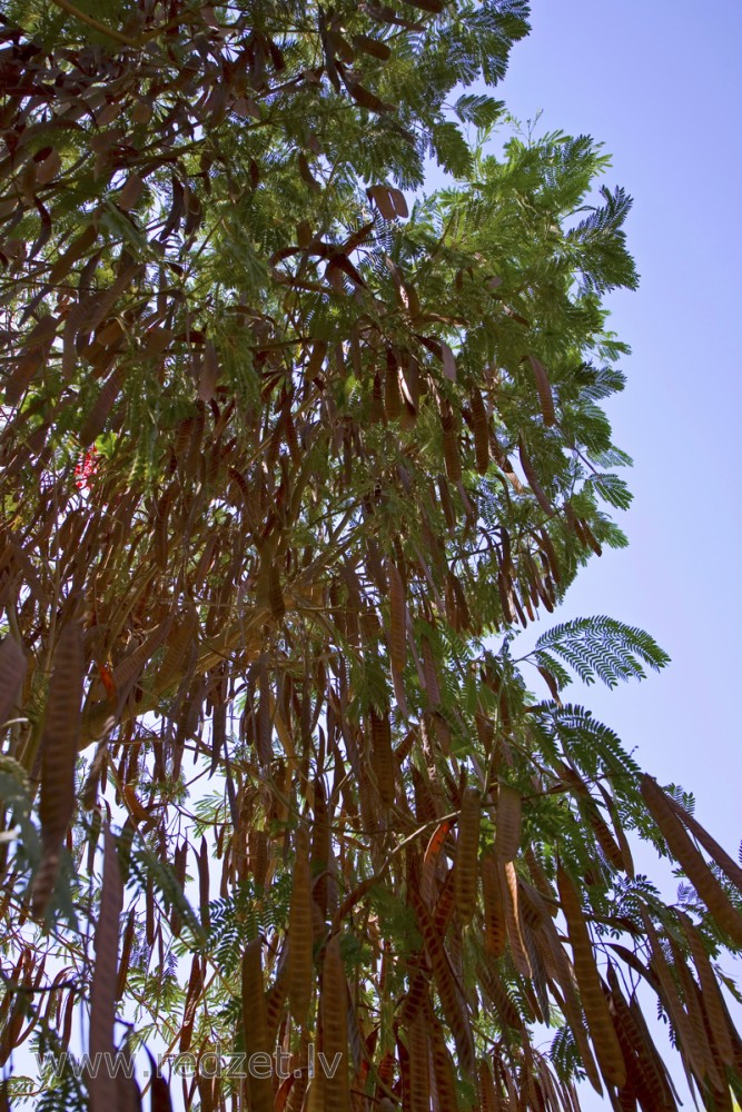 Karaliskā poinciana