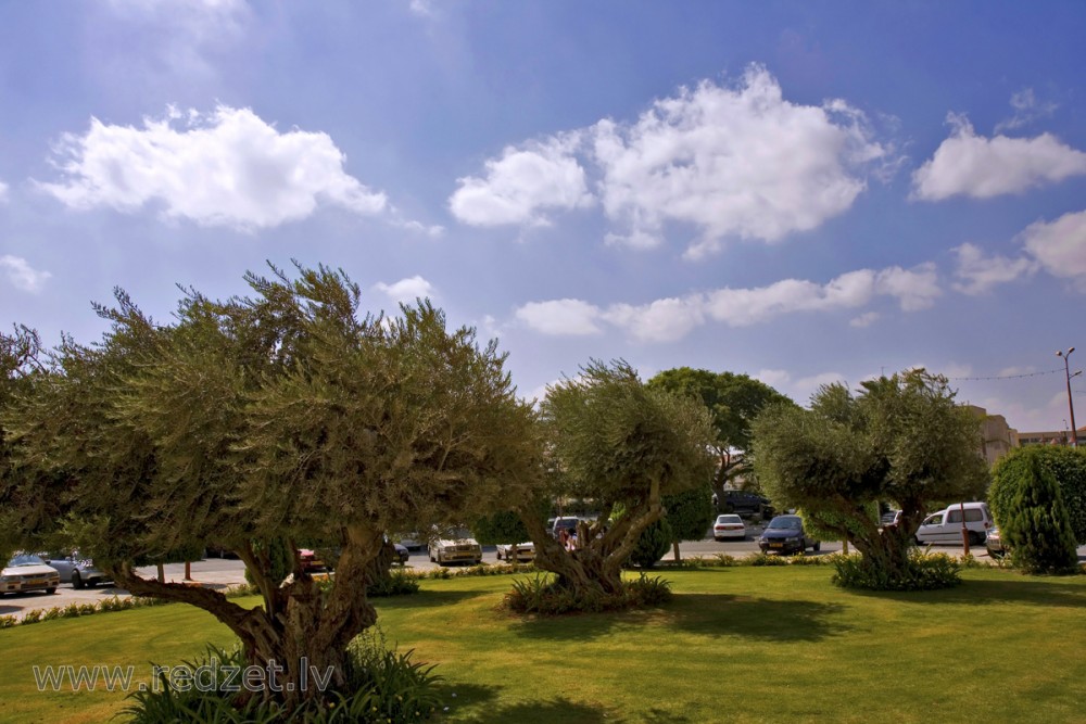 Maale Adumim (מַעֲלֵה אֲדֻמִּים‎)