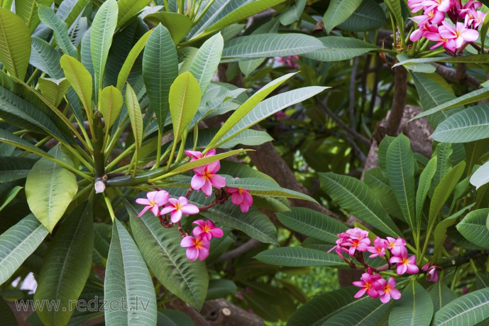 Frangipani jeb plumērija