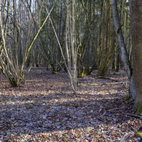 Forest at Barona Trail in Vilce Nature Park in Early Spring Forest at Barona Trail in Vilce Nature Park in Early Spring