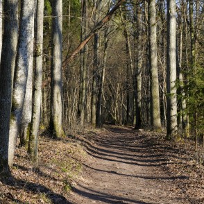 Forest Road in Vilces Nature Park Forest Road in Vilces Nature Park