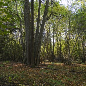 Forest at Barona Trail in Vilce Nature Park Forest at Barona Trail in Vilce Nature Park