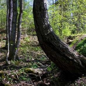 Tree with Curved Trunk in Vilce Nature Park Tree with Curved Trunk in Vilce Nature Park