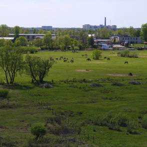 Skats no Pils salas skatu torņa uz Lielupes palienes pļavām un savvaļas zirgiem Skats no Pils salas skatu torņa uz Lielupes palienes pļavām un savvaļas zirgiem