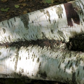 Birch Fallen in Barona Trail Birch Fallen in Barona Trail