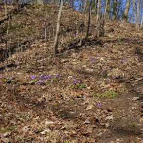 Kidneywort in Ravine of Vilce Kidneywort in Ravine of Vilce