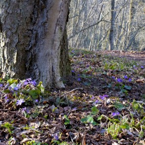 Spring in Barona Trail Spring in Barona Trail