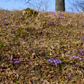 Kidneywort on Vilce Castle Mound Kidneywort on Vilce Castle Mound