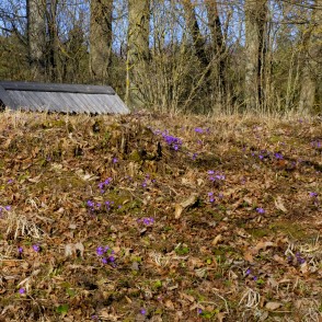Kidneywort on Vilce Castle Mound Kidneywort on Vilce Castle Mound