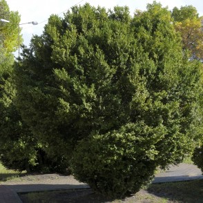 Common Box near Ozolnieki House of Culture Common Box near Ozolnieki House of Culture