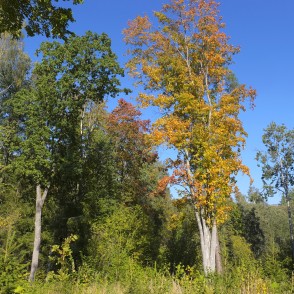 Maple in Clearing behind Vella (Devil's) Ravine Maple in Clearing behind Vella (Devil's) Ravine