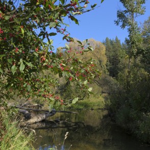 River Vilce estuary in River Svēte River Vilce estuary in River Svēte