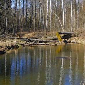 Fallen Trees over River Vilce Fallen Trees over River Vilce