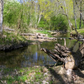 Fallen Trees on Banks of Vilce in Vilce Nature Park Fallen Trees on Banks of Vilce in Vilce Nature Park