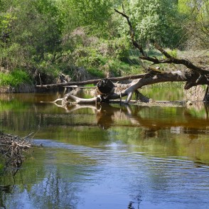 Fallen Trees in Svete Down by Vilce Estuary Fallen Trees in Svete Down by Vilce Estuary
