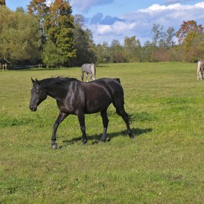 LLU Horse-Breeding Training Centre Mušķi Horses LLU Horse-Breeding Training Centre Mušķi Horses