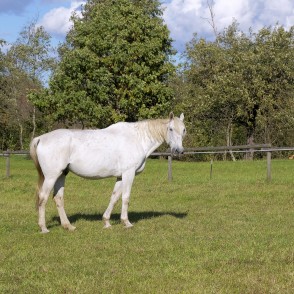 "White Horse" "White Horse"