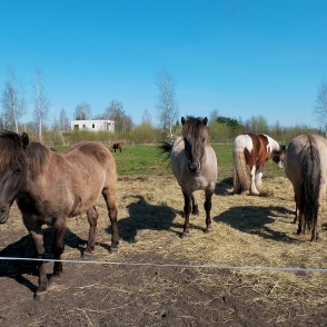 Ponies for Events Polish Konik Horses and Tinker Horse Ponies for Events Polish Konik Horses and Tinker Horse