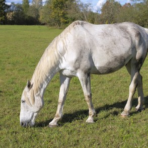 Mušķi "White Horse" Mušķi "White Horse"