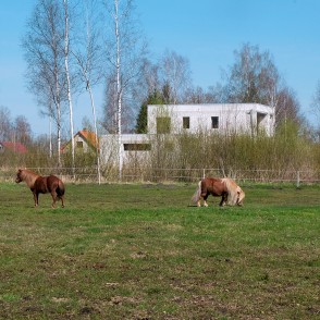 Ponies for Events Shetland Ponies Ponies for Events Shetland Ponies