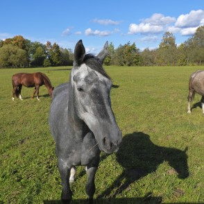 Three color horses Three color horses