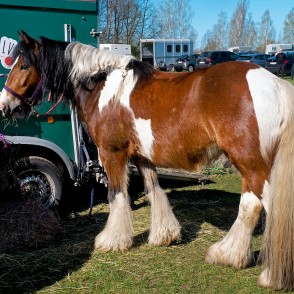 Ponies for Events Tinker Horse Gucci Ponies for Events Tinker Horse Gucci