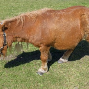 Ponies for Events Miniature Shetland Grasis Ponies for Events Miniature Shetland Grasis