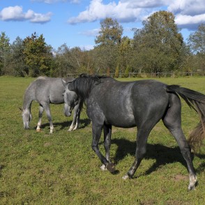 Grey horses Grey horses
