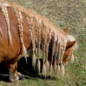 Miniature Shetland Grasis Beautiful Hairstyle Miniature Shetland Grasis Beautiful Hairstyle