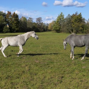 Racing is starting! Racing is starting!