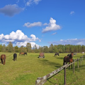 Horses in Paddock Horses in Paddock